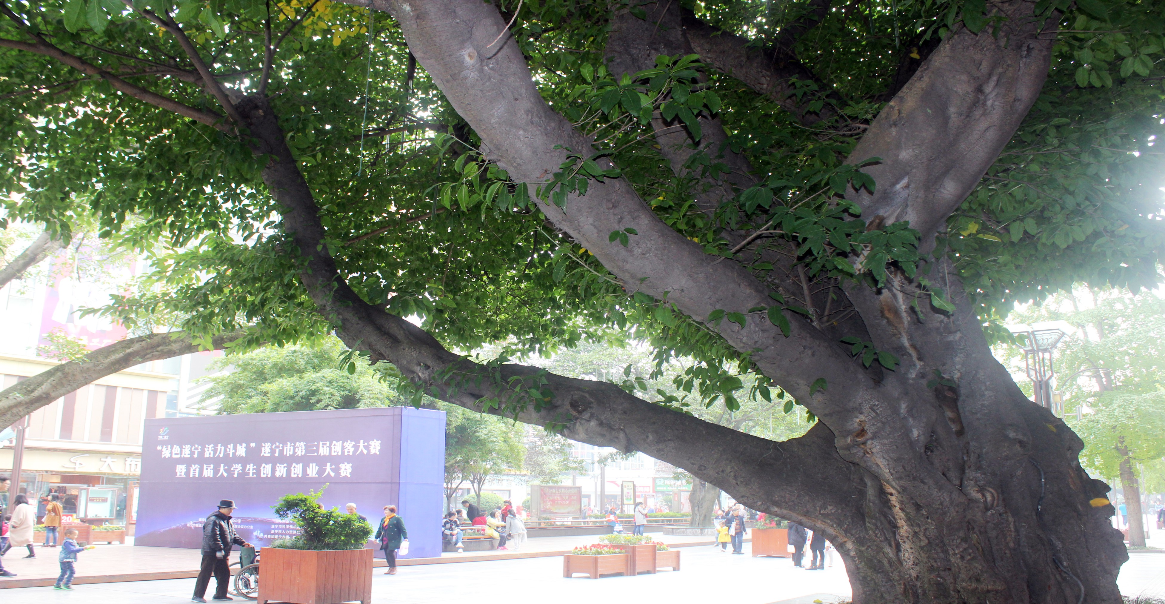 中央商务区名木古树